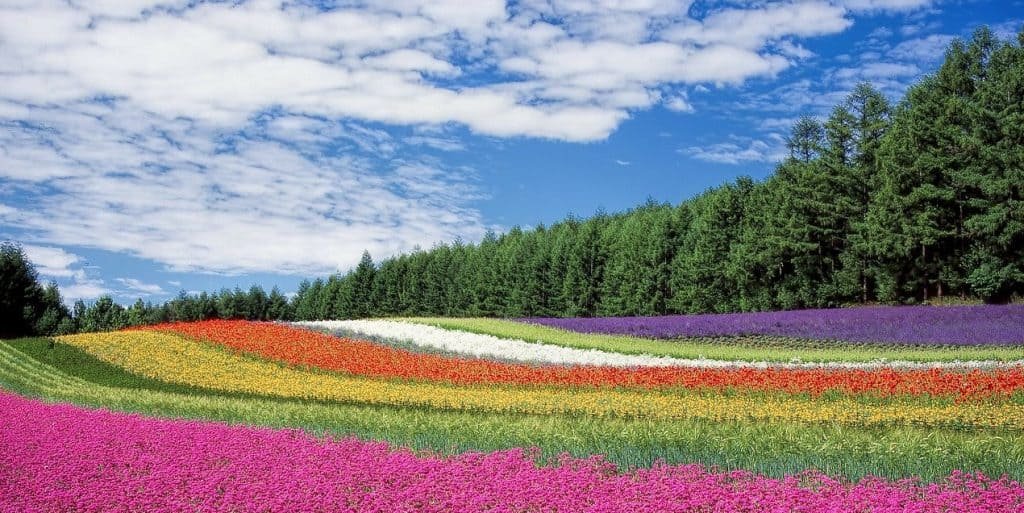campo fiorito posta del. cuore
