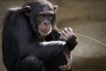 Gli scimpanzé ne sanno più di noi