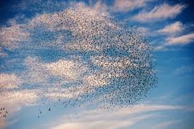 Stormo di uccelli nel cielo al tramonto