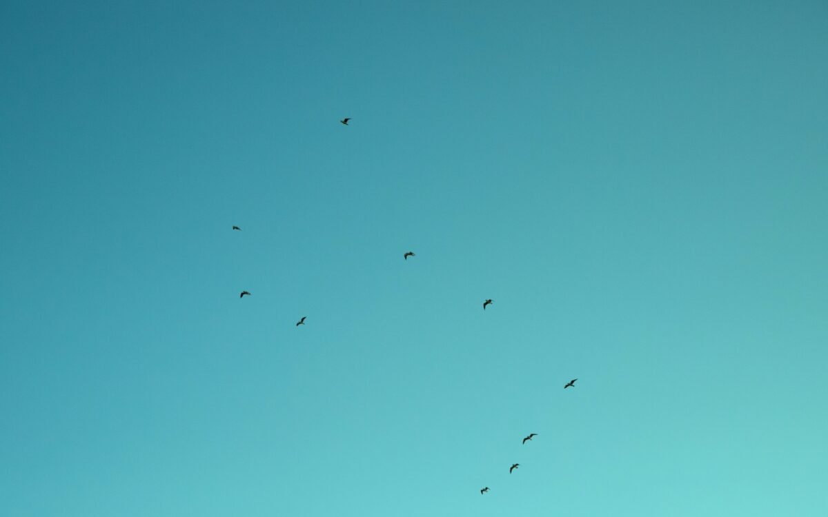 Stormo di uccelli neri su cielo turchese