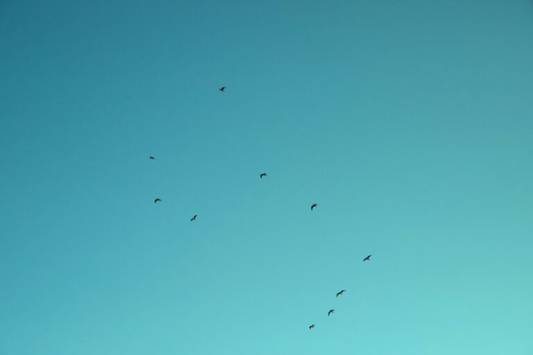 DIE GEDANKEN SIND FREI