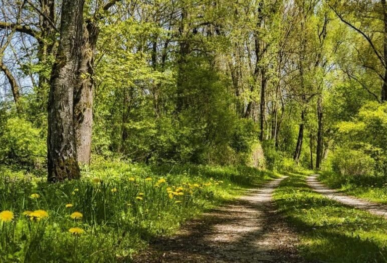 attenzione, forest bathing
