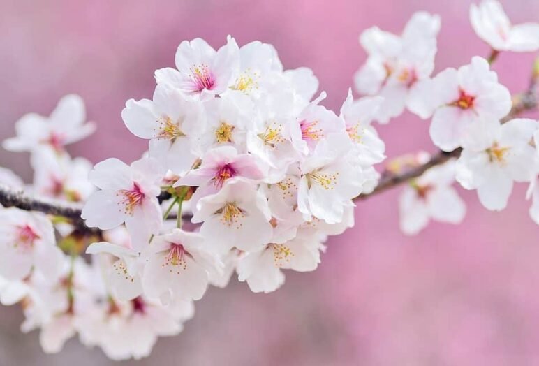 cherry-blossoms-2218781_1280