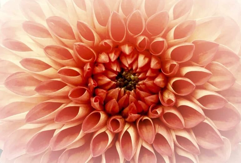 Una dalia