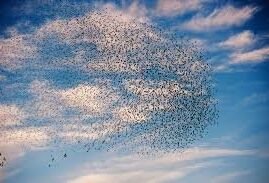 Stormo di uccelli nel cielo al tramonto