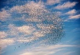 Stormo di uccelli nel cielo al tramonto